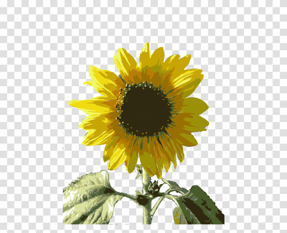 Sunflower Seed Plant Flower Clipart Girasol, Blossom, Daisy, Daisies Transparent Png