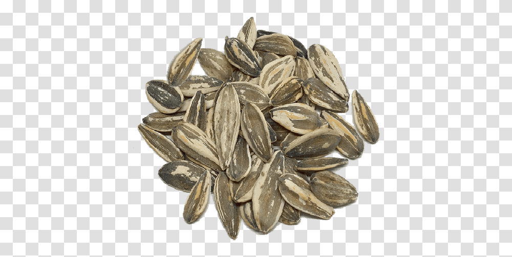 Sunflower Seed, Plant, Produce, Food, Grain Transparent Png