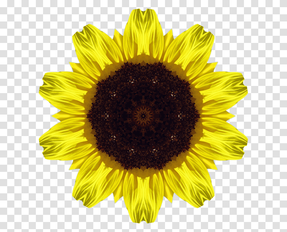 Sunflower Seedflowersymmetry Imagenes De Girasoles, Plant, Blossom Transparent Png