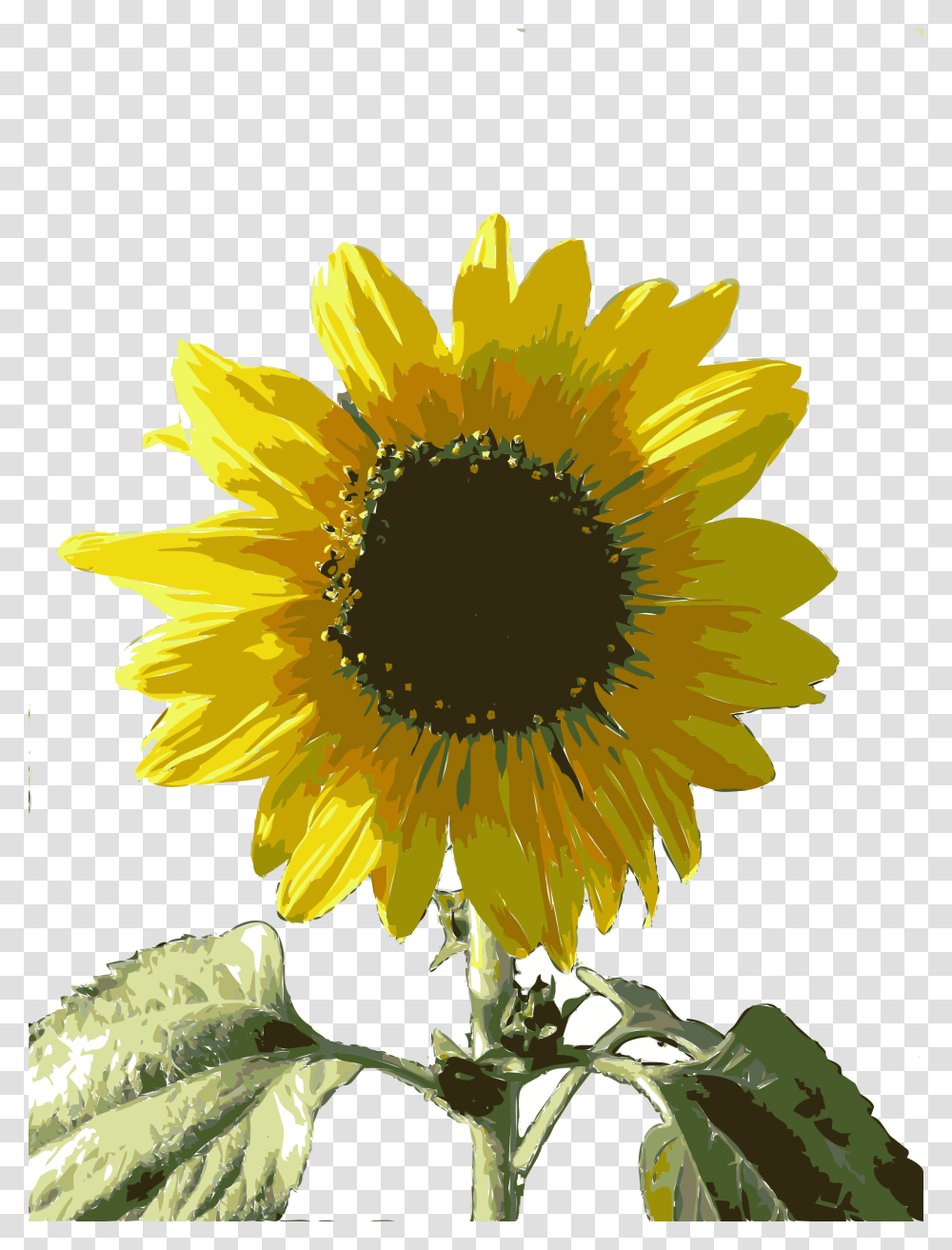 Sunflower Seedplantflower Girasol, Blossom Transparent Png