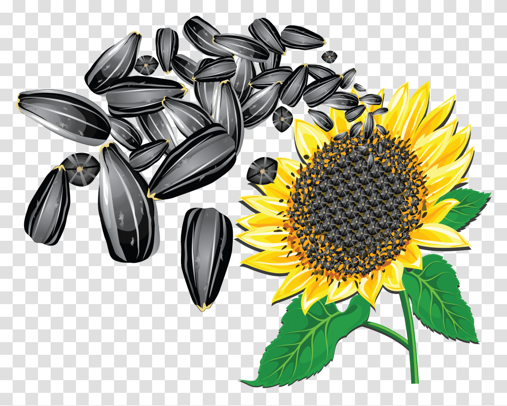 Sunflower Seeds Transparent Png