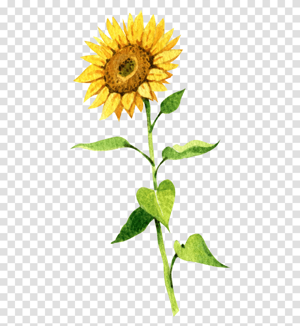 Sunflower Seeds - 88 Acres Sun Flower, Plant, Blossom, Daisy, Daisies Transparent Png