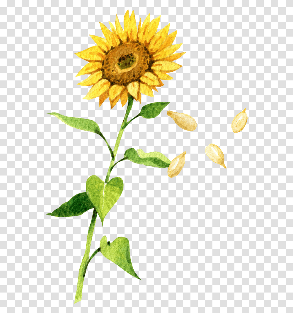 Sunflower Seeds - 88 Acres Sunflower Drawing, Plant, Blossom Transparent Png