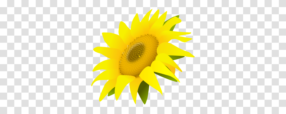 Sunflower Side View Sunflower, Plant, Blossom, Daisy Transparent Png