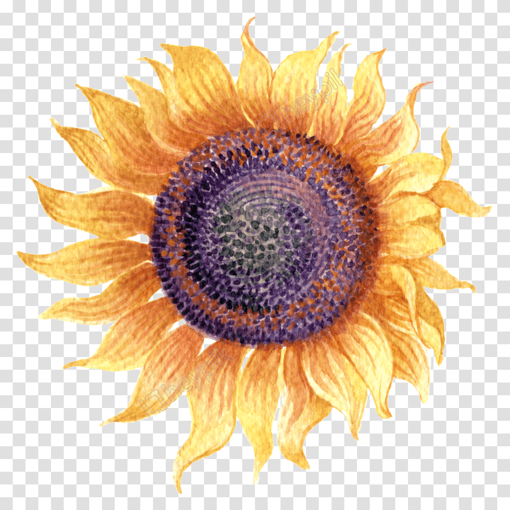 Sunflower Simple Watercolor Sunflower Watercolor No Background, Plant, Blossom, Fungus, Daisy Transparent Png