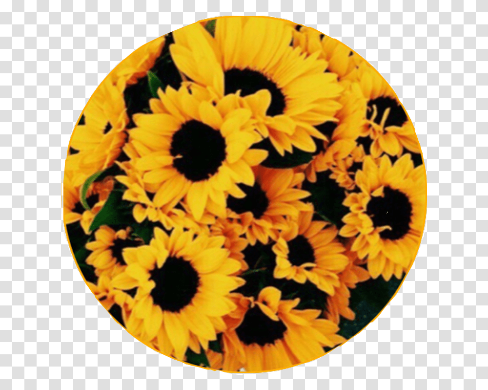 Sunflower Sticker By Tom Holland Enthusiast Aesthetic Sunflower Patch, Plant, Blossom, Treasure Flower, Daisy Transparent Png