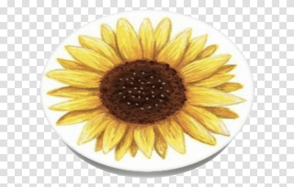 Sunflower Sticker, Plant, Blossom, Brush, Tool Transparent Png