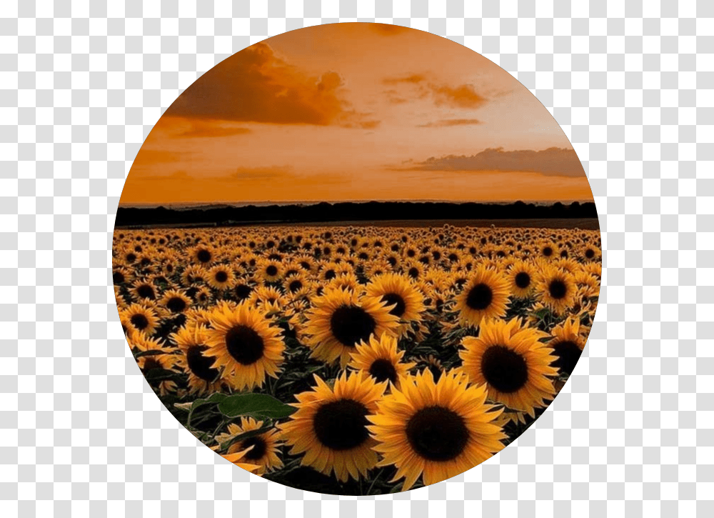 Sunflower Sticker Sunflower Field Aesthetic, Rug, Plant, Blossom Transparent Png