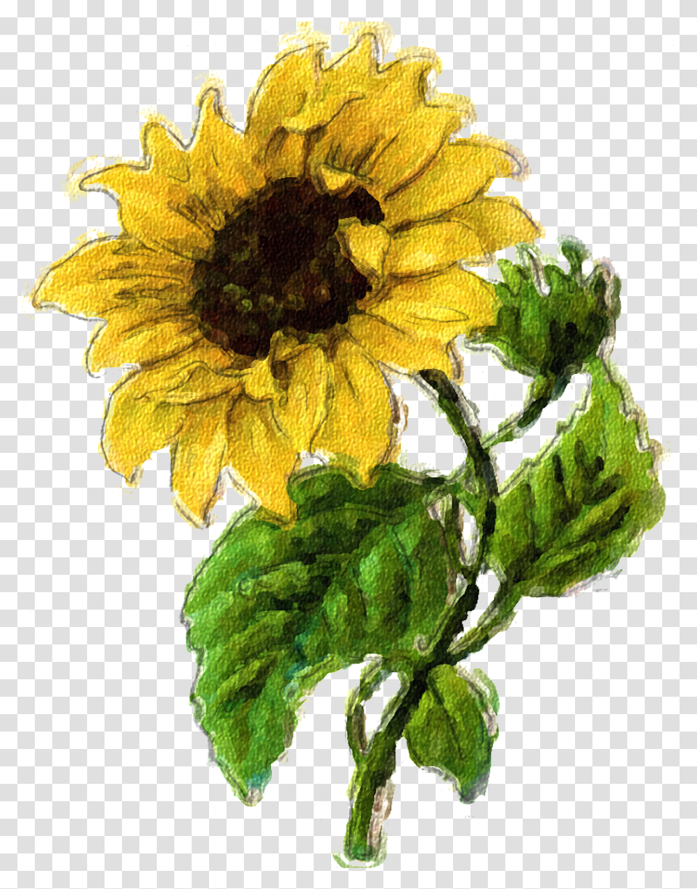 Sunflower Summer Flower Fall Free Image On Pixabay Vintage Clipart Sunflower, Plant, Blossom, Daisy, Daisies Transparent Png