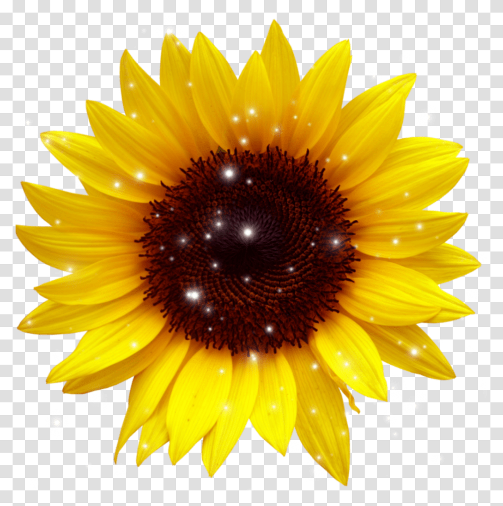 Sunflower Sunflower Background, Plant, Blossom, Daisy, Daisies Transparent Png