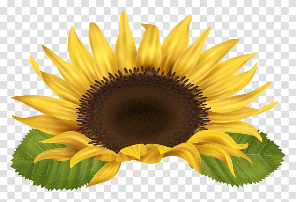 Sunflower Sunflower Images Clip Art Transparent Png