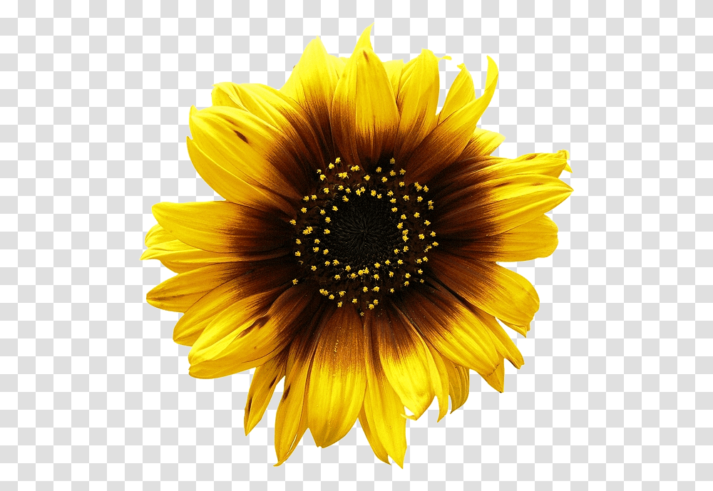 Sunflower Sunflower, Plant, Treasure Flower, Blossom, Daisy Transparent Png