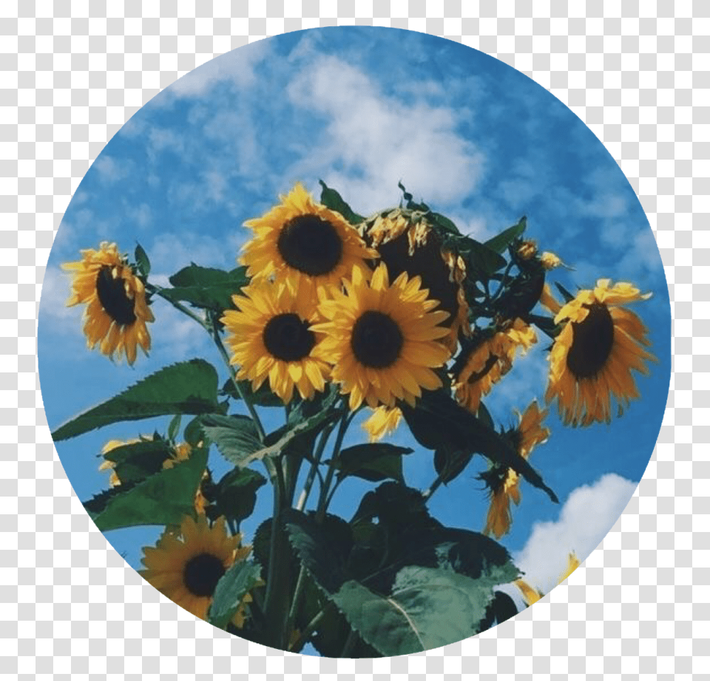 Sunflower Sunflowers Circle Icon Aesthetic Profile Pics Sunflower, Plant, Blossom, Painting, Art Transparent Png