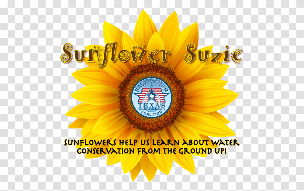 Sunflower Suzie Vetor Girassol Desenho, Plant, Nature, Treasure Flower, Poster Transparent Png
