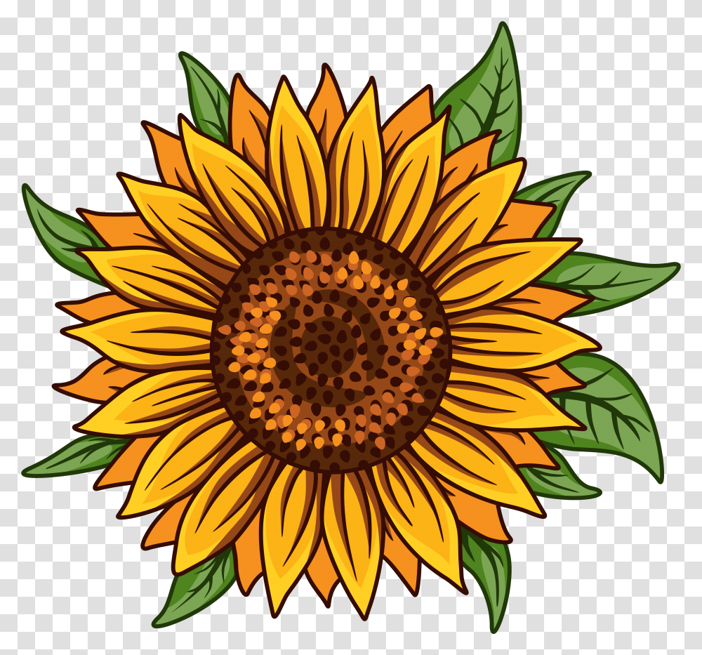 Sunflower Svg White Fresh, Plant, Blossom, Treasure Flower Transparent Png