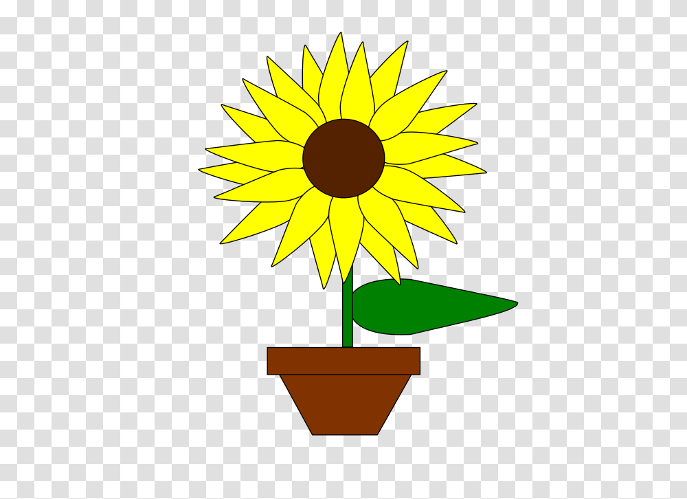 Sunflower T, Plant, Blossom, Light, Daisy Transparent Png