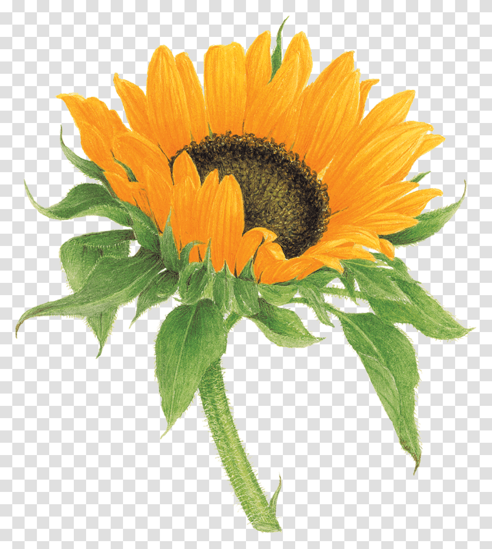 Sunflower Tattly, Plant, Blossom, Daisy, Daisies Transparent Png