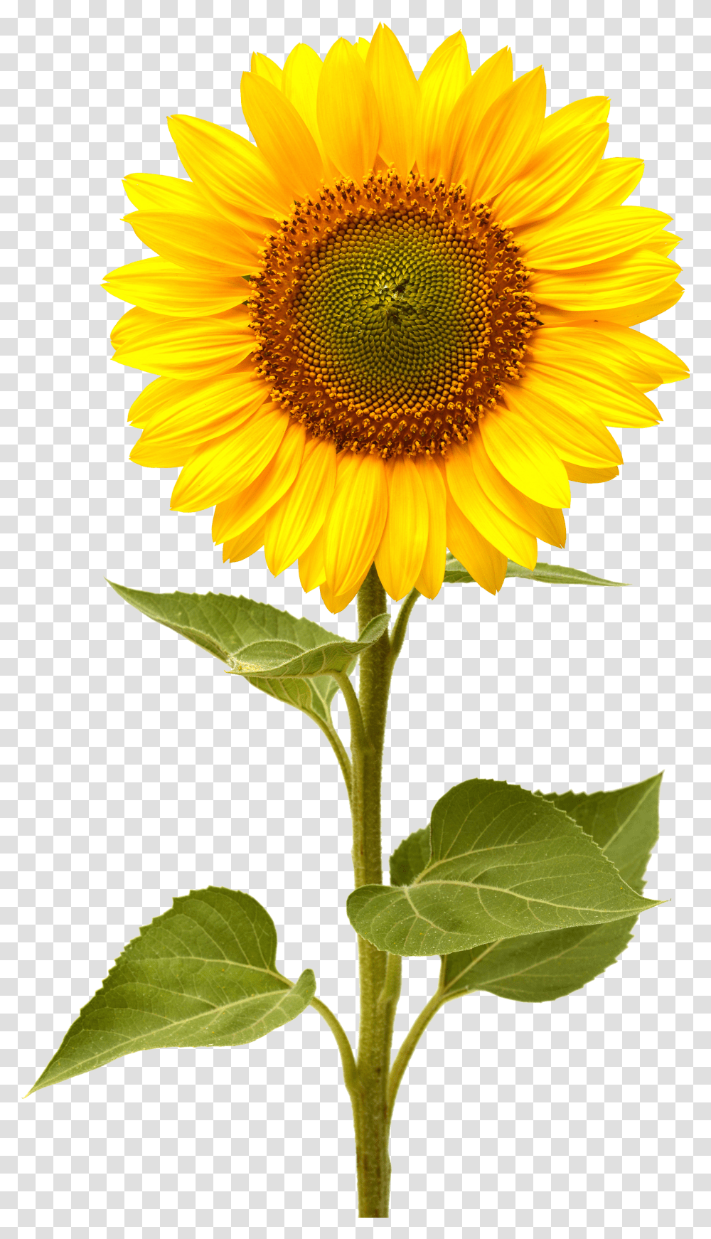 Sunflower Transparent Png