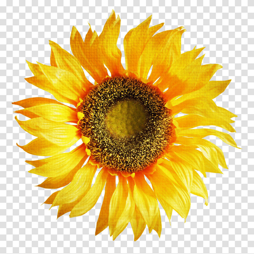 Sunflower Transparent Png