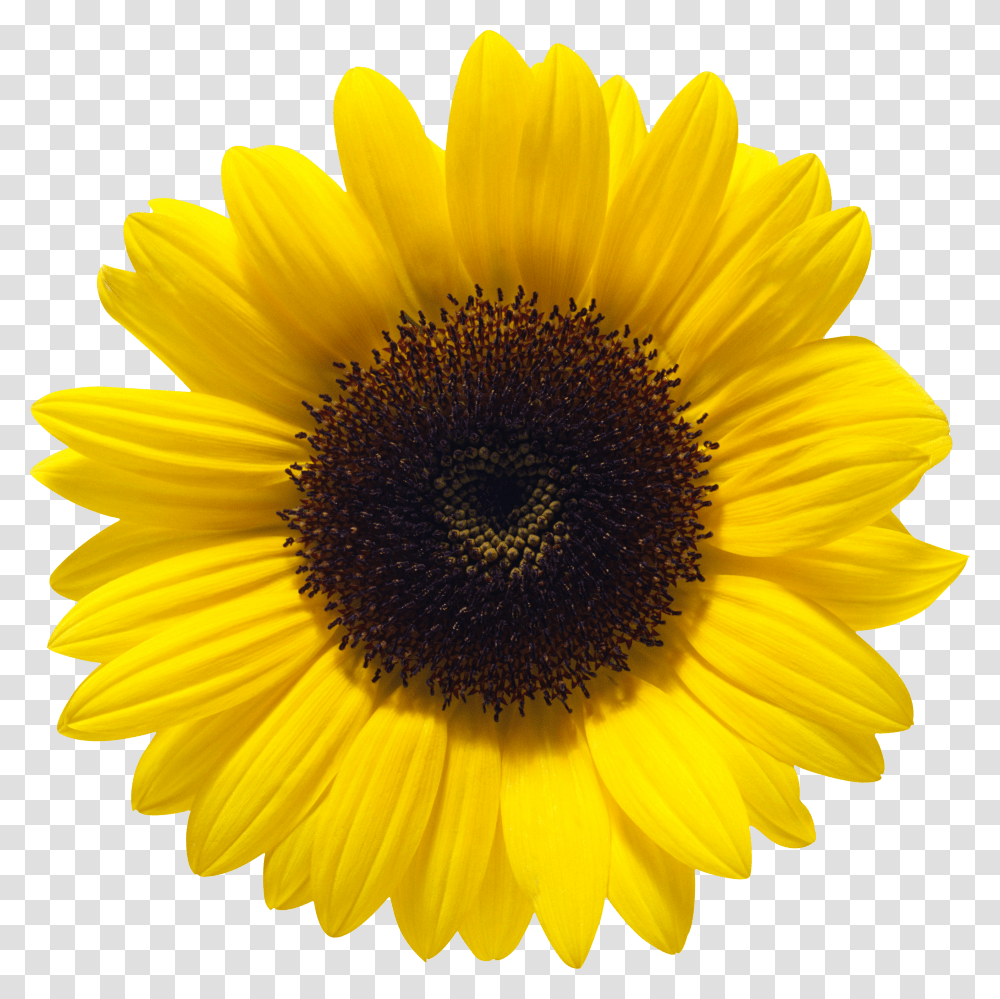 Sunflower Transparent Png