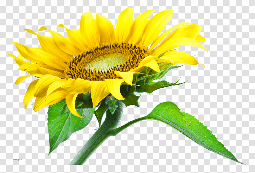 Sunflower Transparent Png