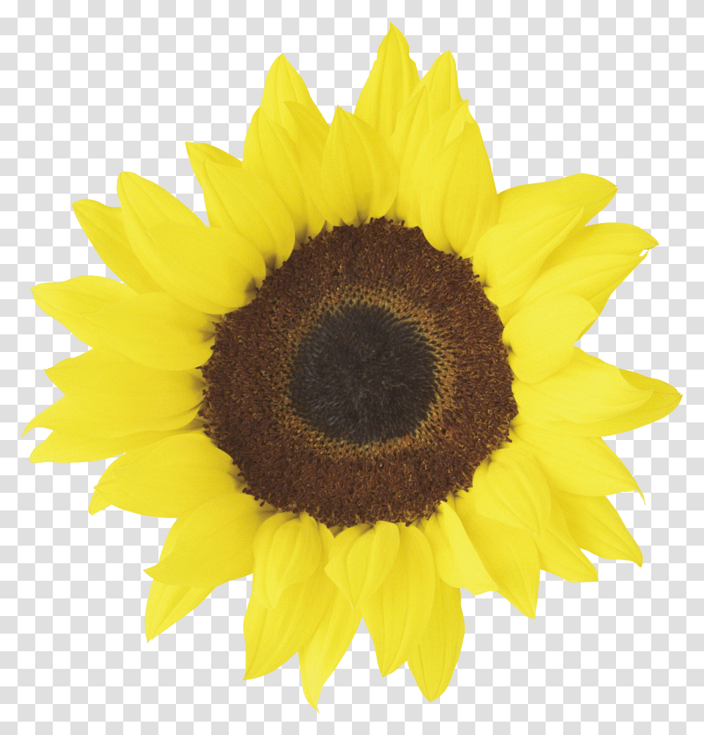 Sunflower Transparent Png