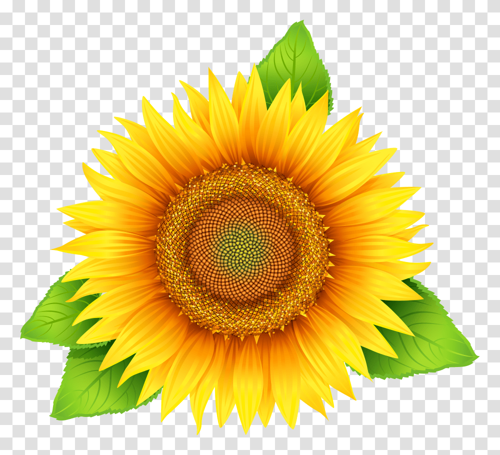 Sunflower Transparent Png