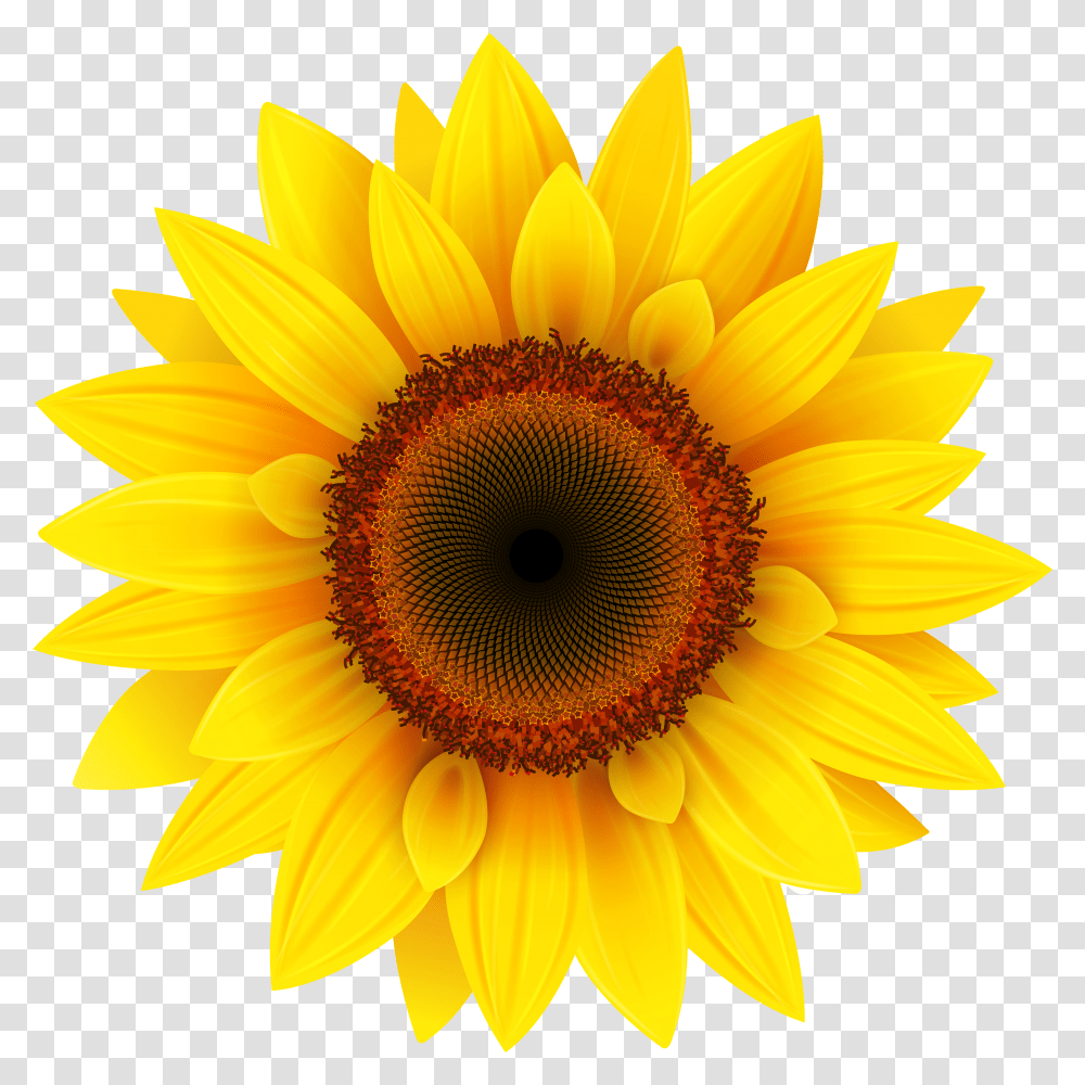 Sunflower Transparent Png