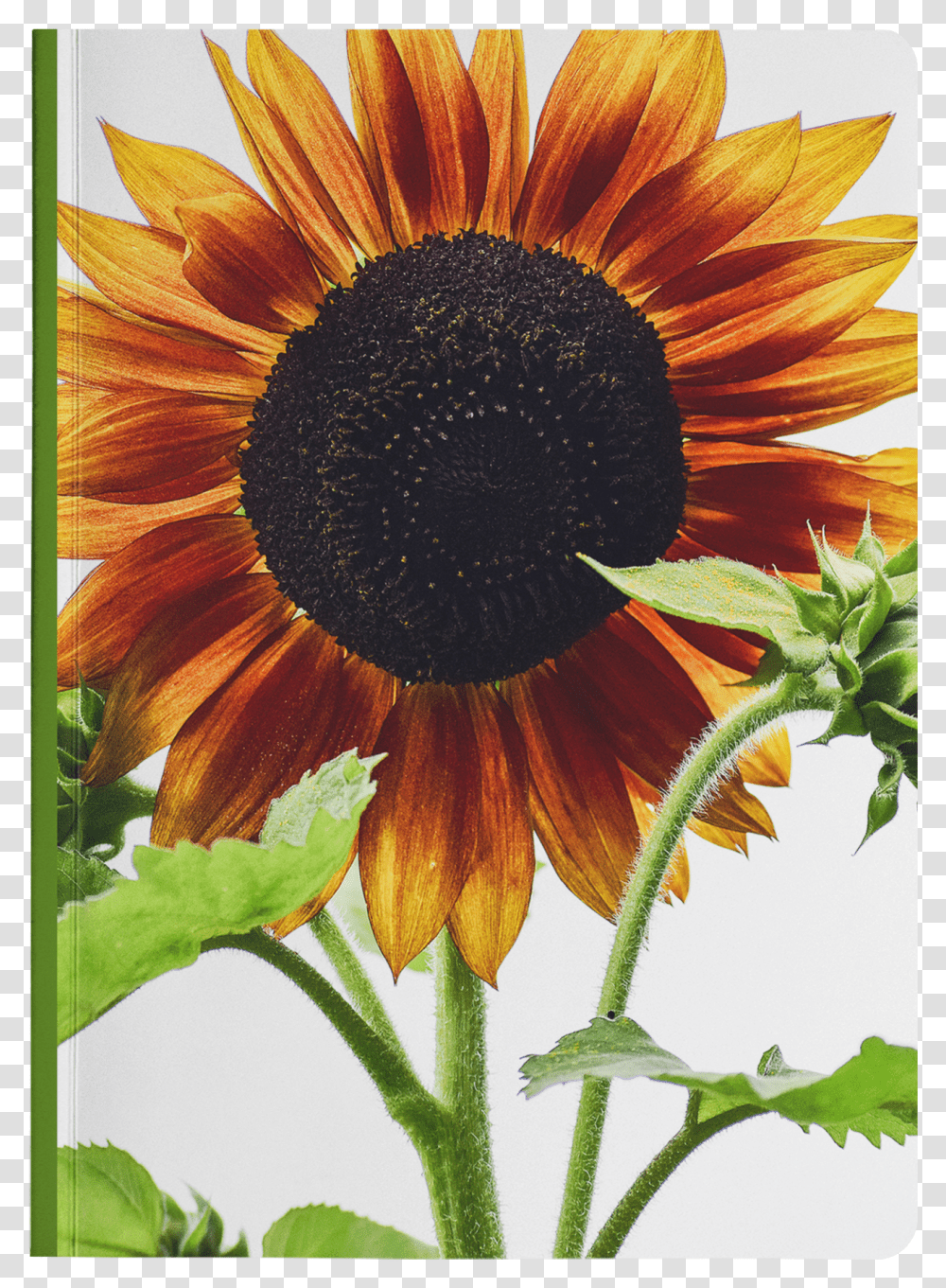 Sunflower Transparent Png