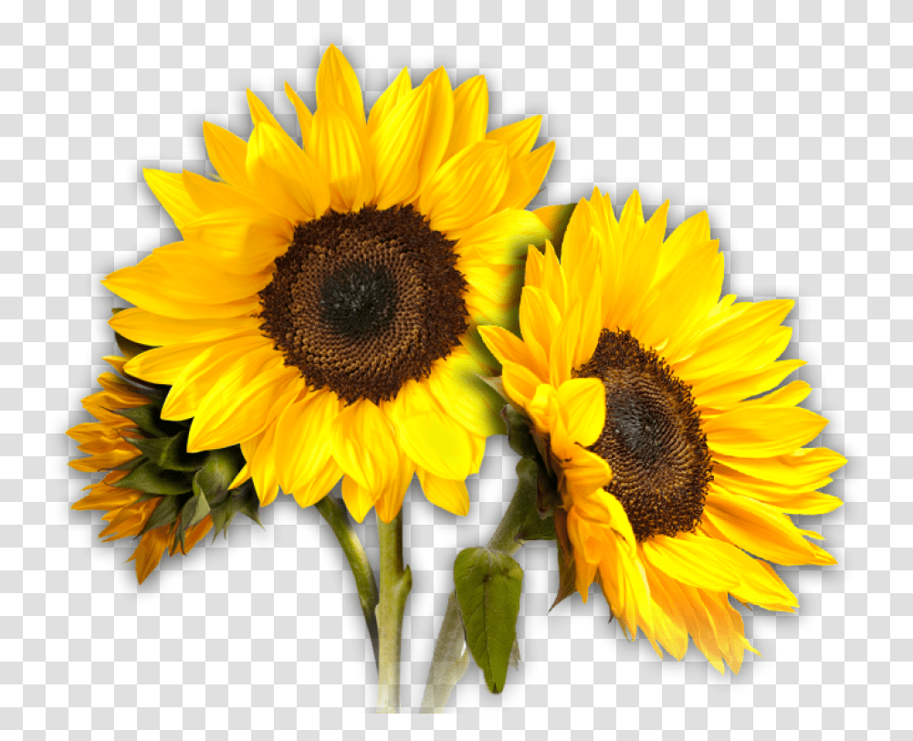 Sunflower Trio Background Sunflower, Plant, Blossom, Flower Arrangement Transparent Png