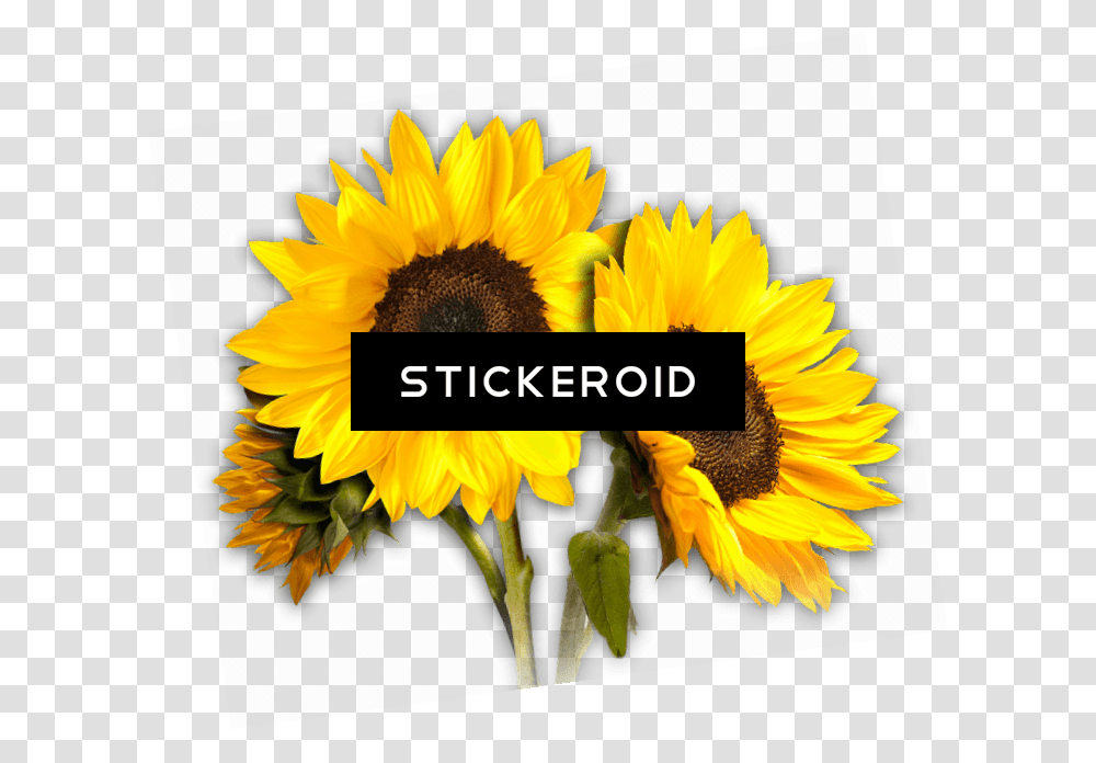 Sunflower Trio, Plant, Blossom Transparent Png