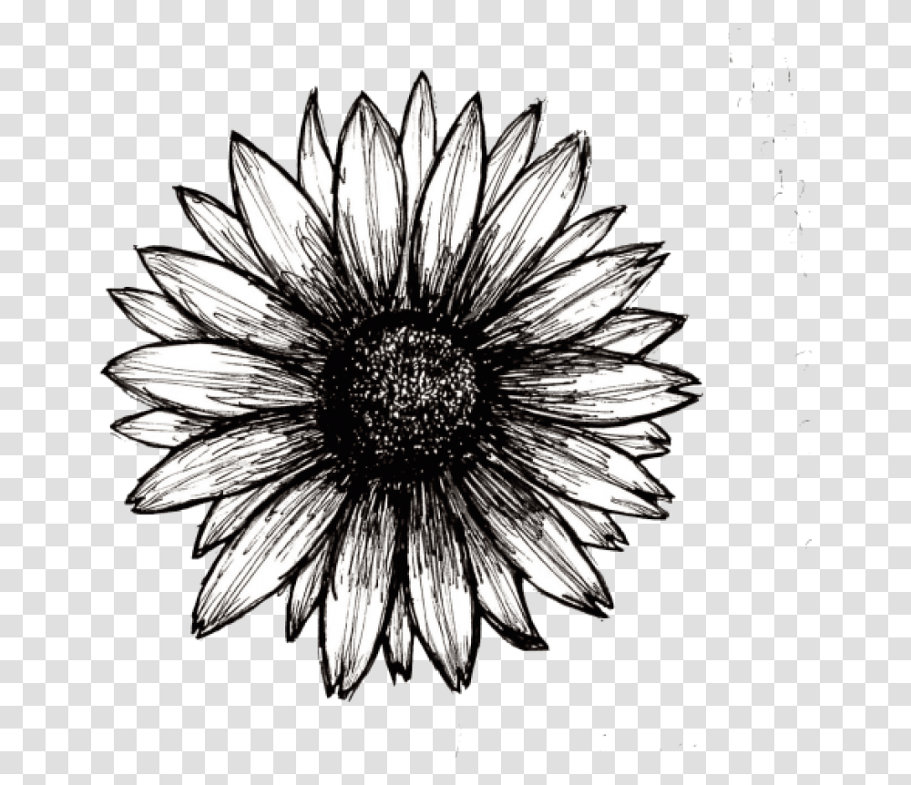 Sunflower Tumblr Black And White Sunflower, Asteraceae, Plant, Blossom, Petal Transparent Png