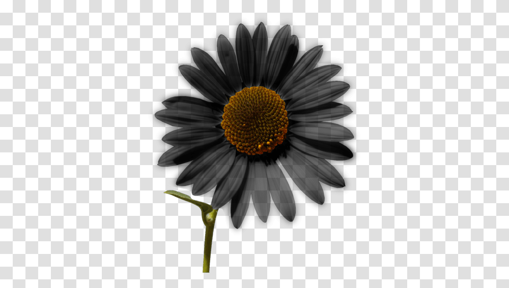 Sunflower Tumblr Sunflower Cartoon Free Download 400 Harry Styles Stickers, Plant, Bud, Sprout, Bush Transparent Png