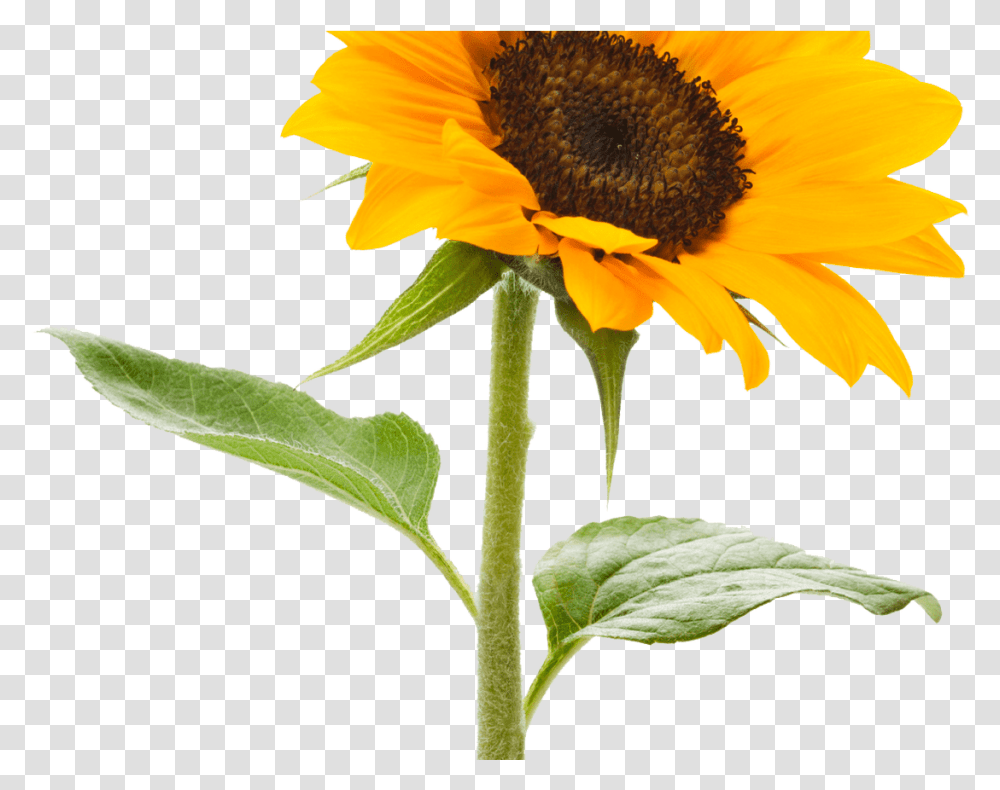 Sunflower Tumblr Tumblr Sunflowers Clipart Background Sunflower, Plant, Blossom, Daisy, Daisies Transparent Png