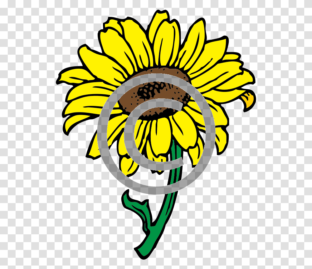 Sunflower - Tigerstock Black And White Sunflower Clipart, Plant, Blossom, Daisy, Daisies Transparent Png