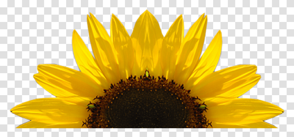 Sunflower Vector Free Free Sunflower Clipart, Plant, Blossom, Petal, Daisy Transparent Png