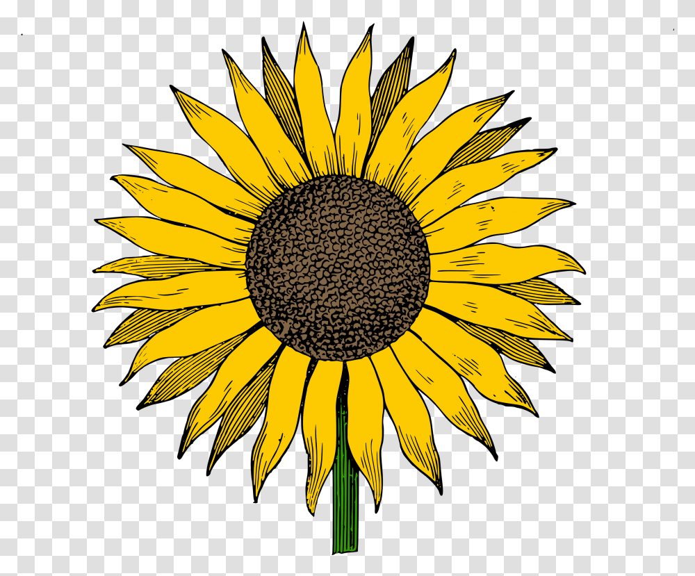 Sunflower Vector Sunflower Clip Art, Plant, Blossom, Daisy, Daisies Transparent Png