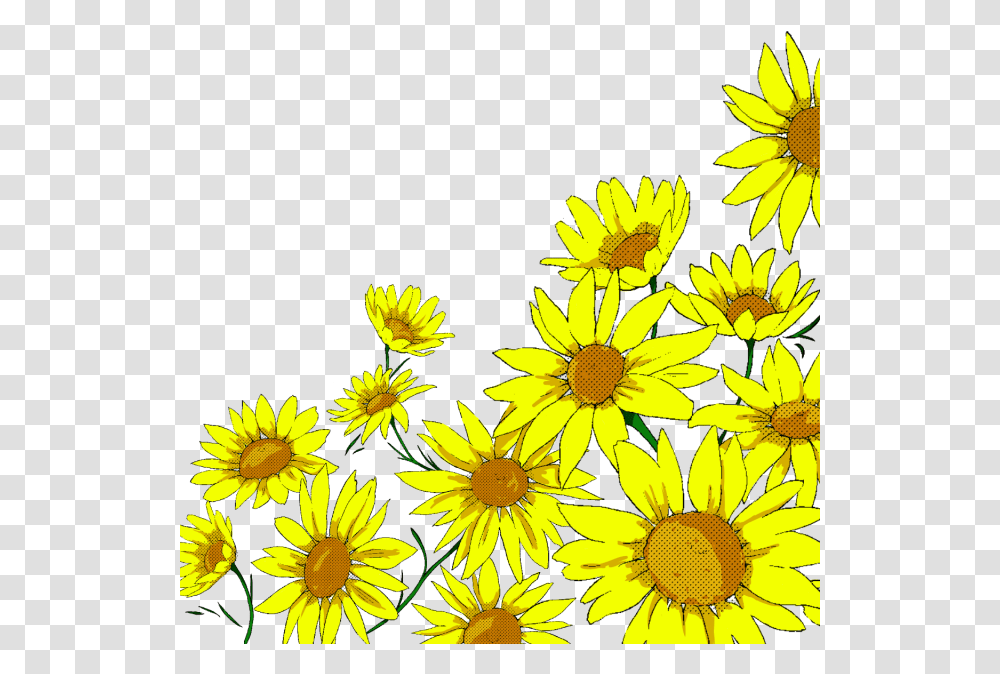 Sunflower Watercolor Banner Black And White Background Sunflower Clipart, Plant, Treasure Flower, Blossom, Daisy Transparent Png