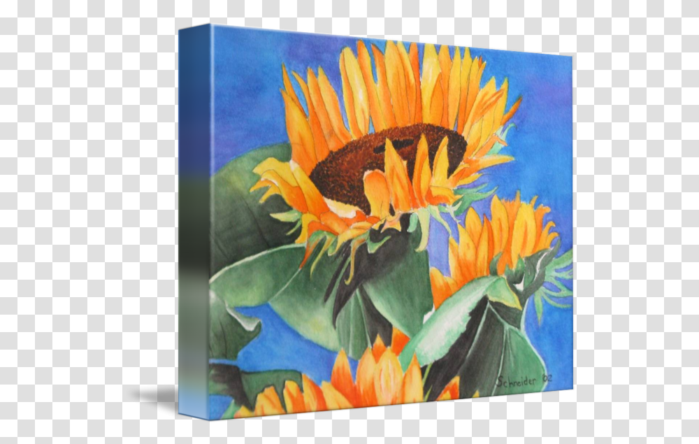 Sunflower Watercolor By Sarah Schneider Sunflower, Plant, Blossom, Painting, Art Transparent Png