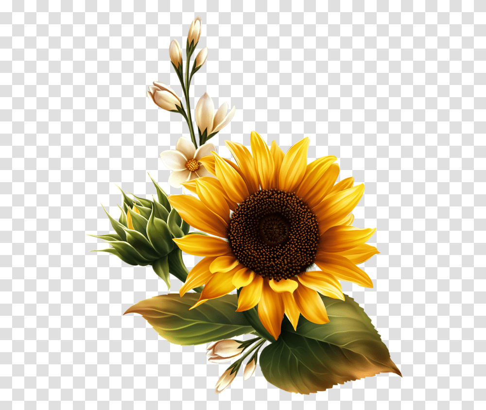 Sunflower Watercolor Real Sunflower Background, Plant, Blossom, Flower Arrangement, Daisy Transparent Png