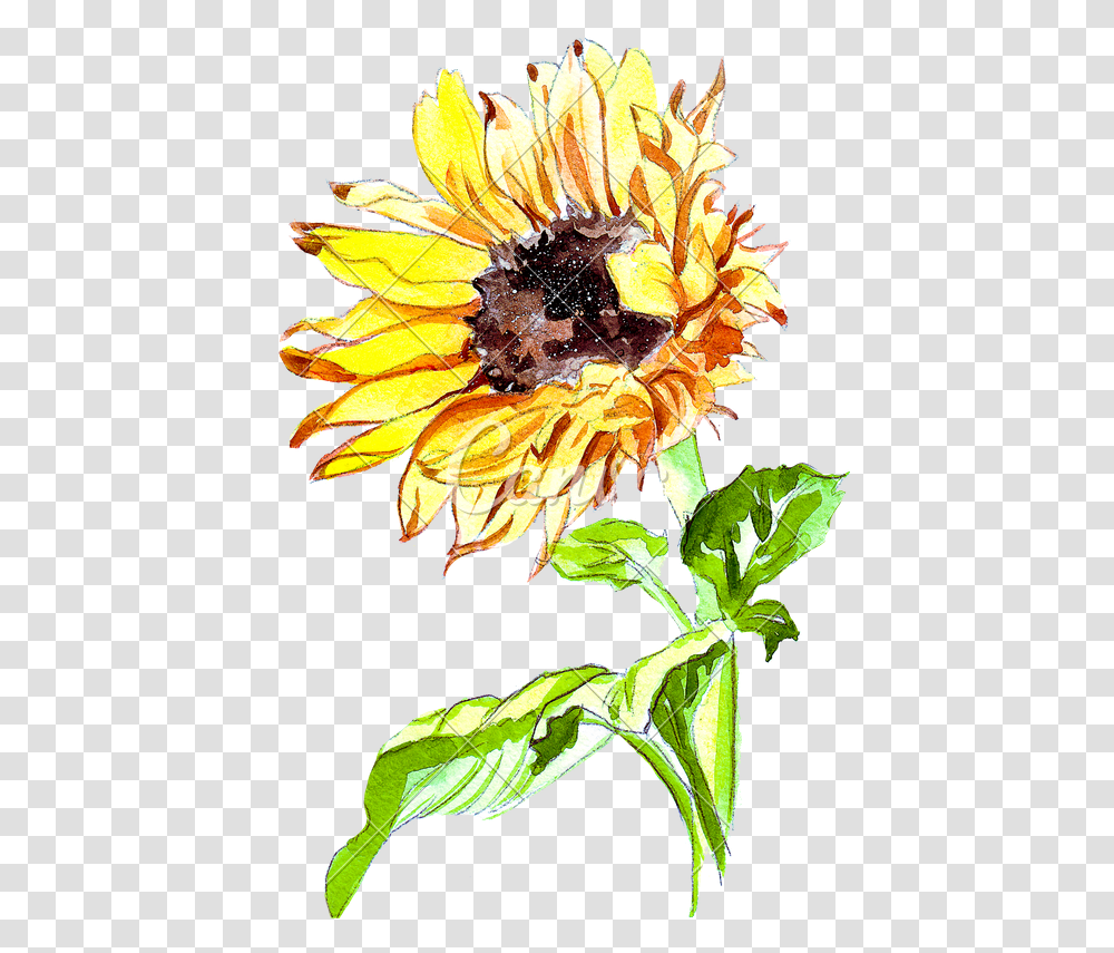 Sunflower Watercolor Sunflower, Plant, Blossom, Daisy, Daisies Transparent Png