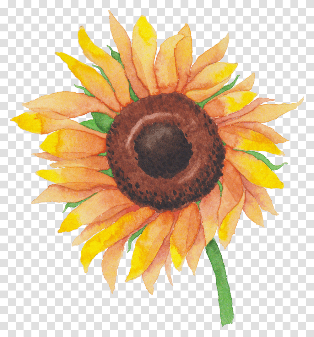 Sunflower Watercolor Sunflower, Plant, Blossom, Pineapple, Fruit Transparent Png