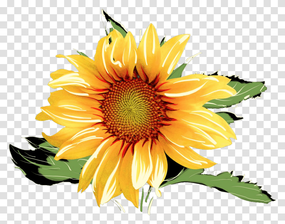 Sunflower Watercolor Watercolor Sunflower Clip Art, Plant, Blossom, Daisy, Daisies Transparent Png