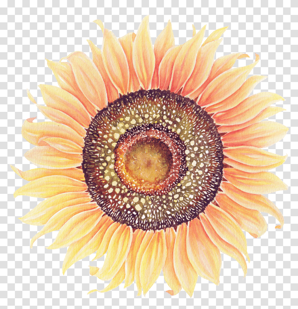 Sunflower Watercolor Watercolour Sunflowers Transparent Png