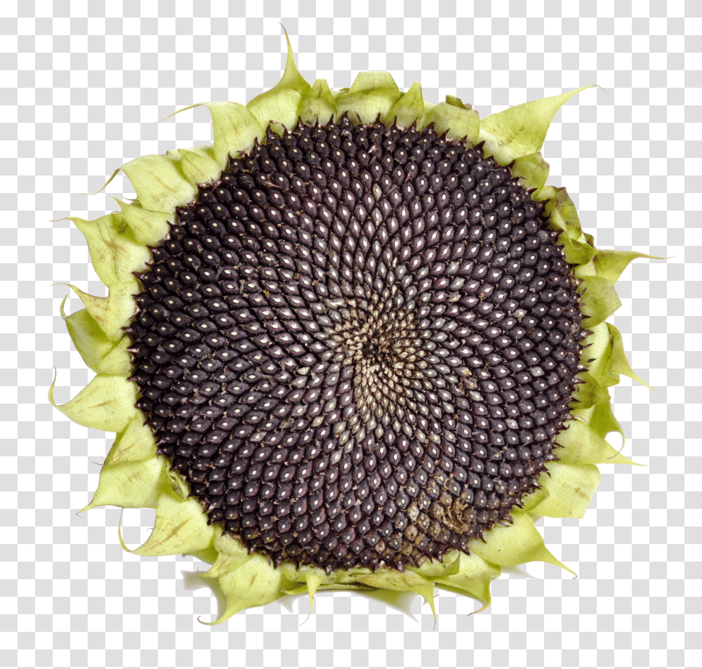 Sunflower With Black Seeds Sunflower Seed Transparent Png
