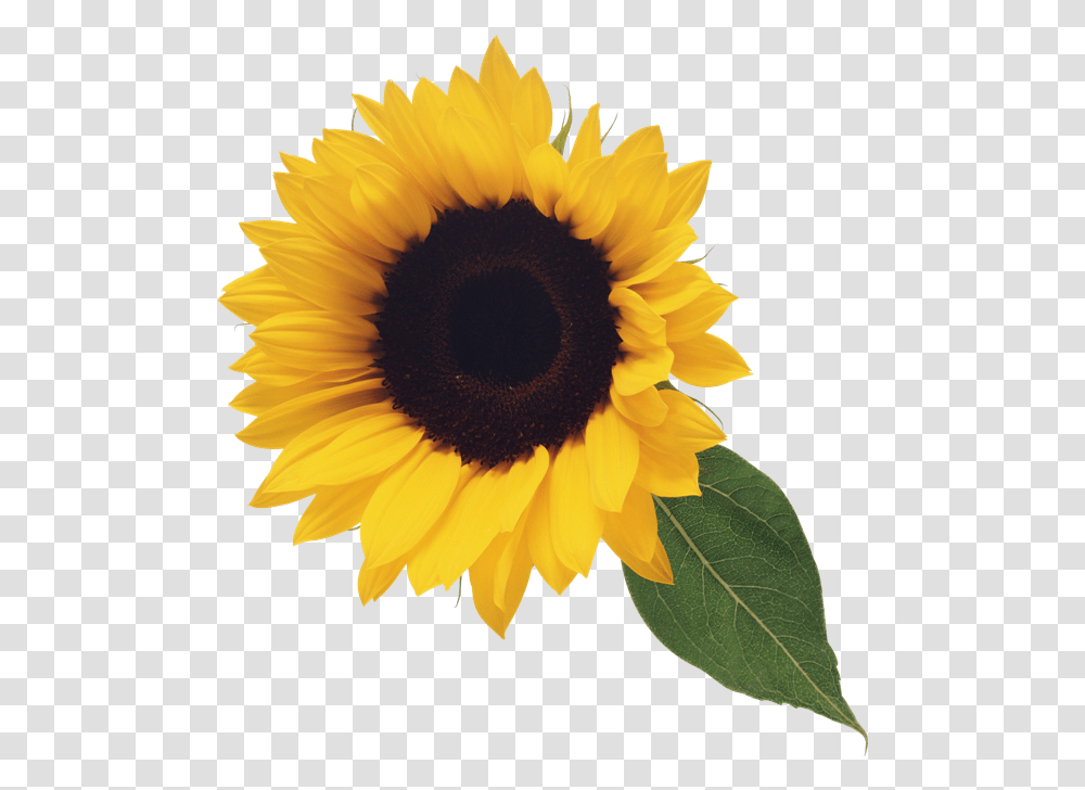 Sunflower With Leaf Clipart Clear Background Sunflower, Plant, Blossom Transparent Png