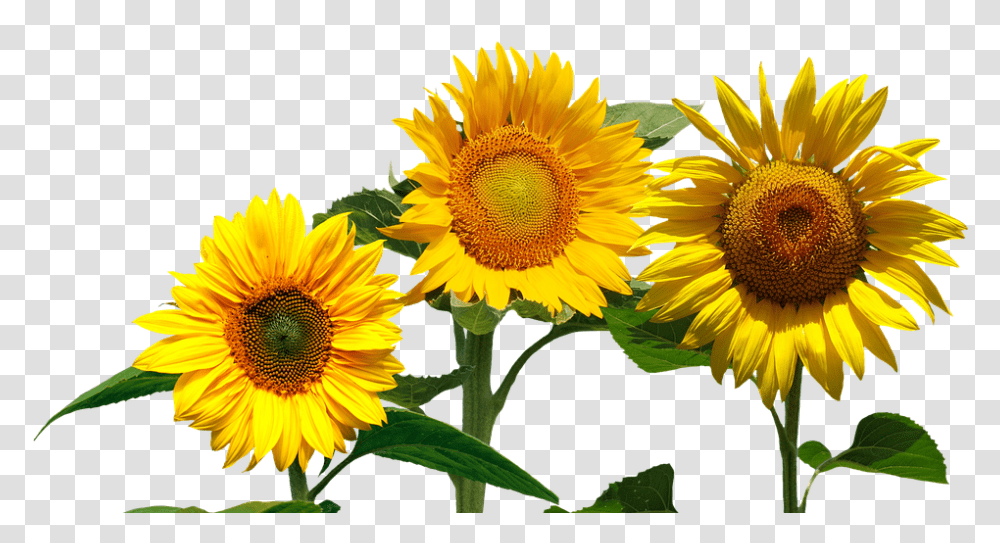 Sunflowers Cafepress Samsung Galaxy S8 Case Modelos De Convite De Girassol, Plant, Blossom, Daisy, Daisies Transparent Png