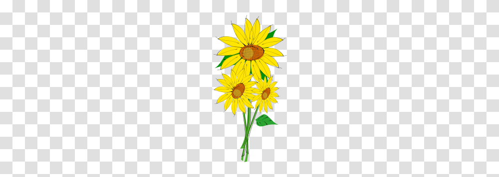 Sunflowers Clip Art Free Vector, Plant, Blossom, Daisy, Daisies Transparent Png