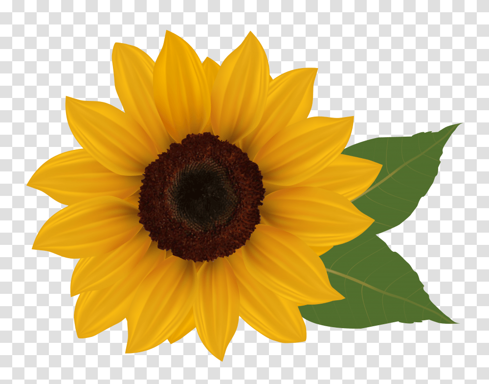 Sunflowers Clip Black And White Stock Swag Huge Freebie, Plant, Blossom Transparent Png