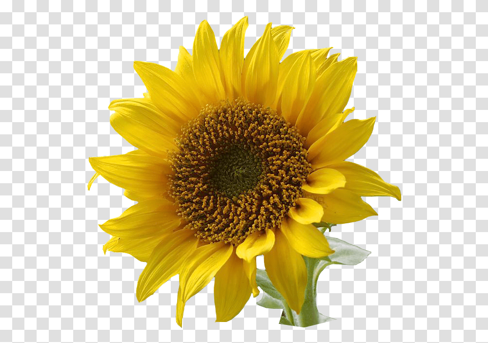 Sunflowers Clipart 2 Image Language Of Flowers Sunflower, Plant, Blossom Transparent Png